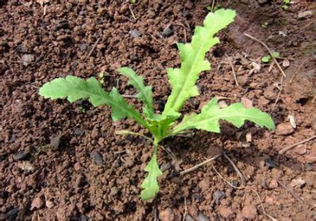 潜江一菜园子种罂粟苗多达490株园主被当场拘留