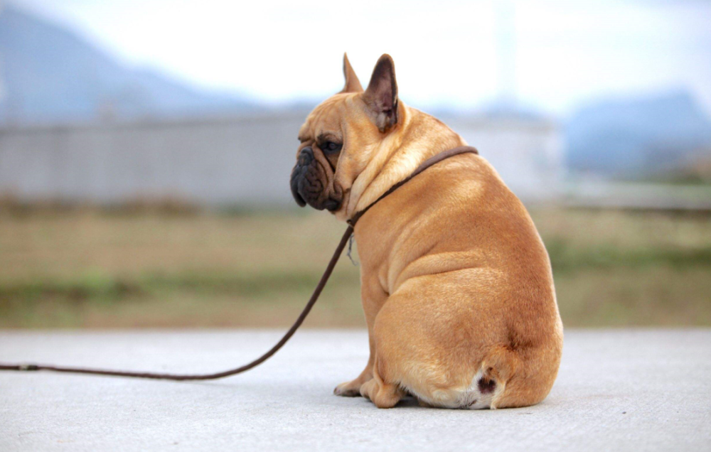 脾气倔得像驴的5种狗狗,让人又恨又爱,你有在养吗?