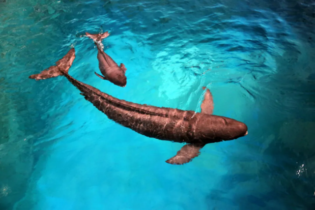 当今江豚的生存现状是怎么样的