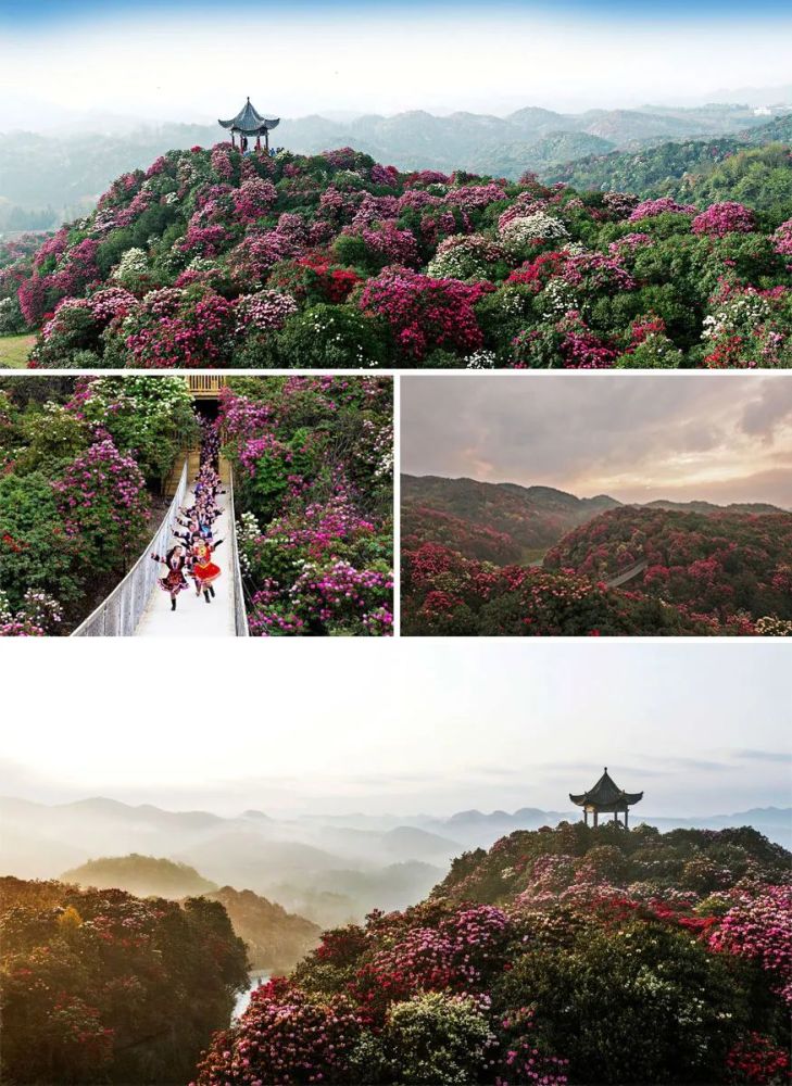 贵州的土地,毕节的春天,百里杜鹃的花海_腾讯新闻