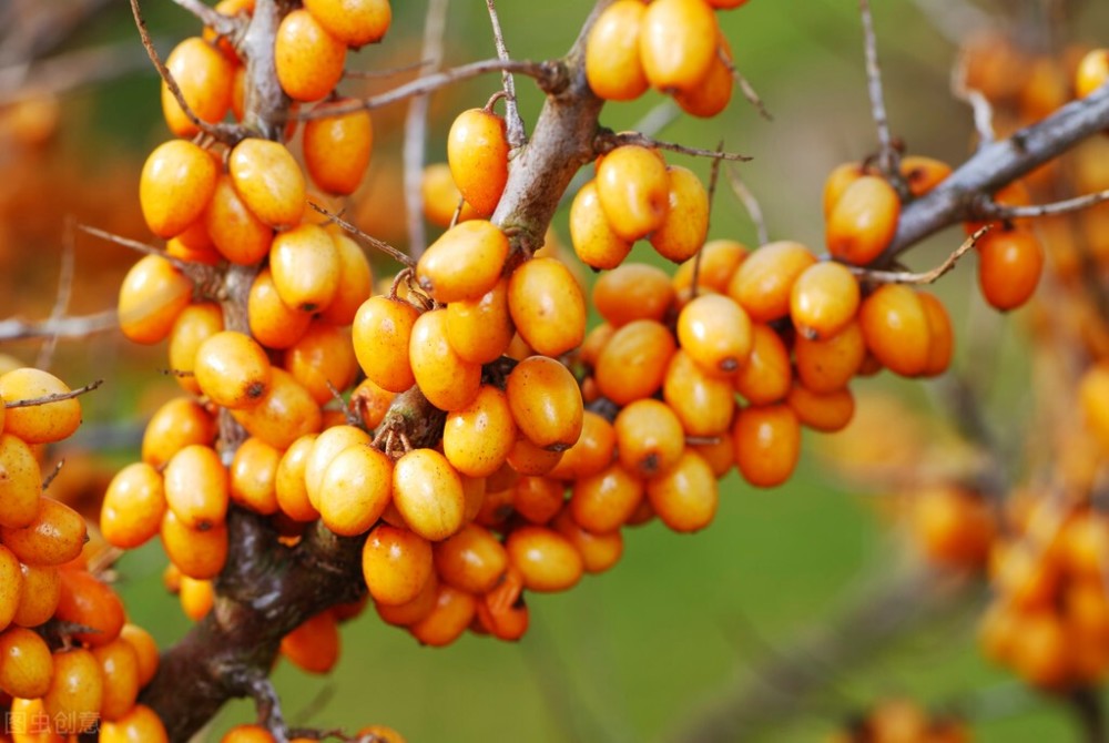 高血脂|光吃素就能降血脂？医生：不科学，饮食上这样吃，速降高血脂