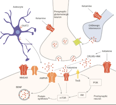 如靶向 gaba 受体,crf1 受体,δ-阿片受体,一些炎症相关分子靶点以及