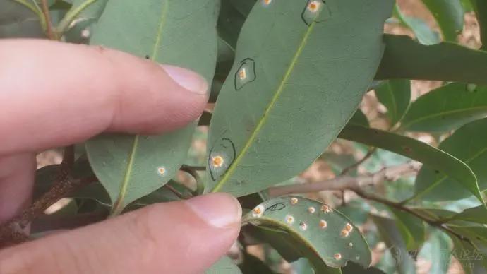 介壳虫究竟是何方神圣
