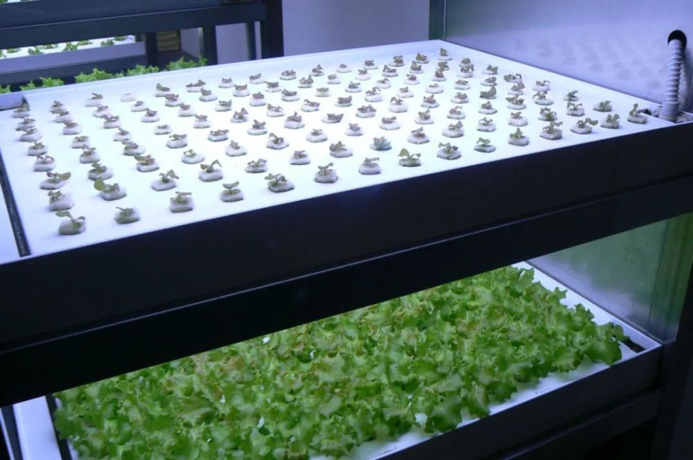 农场|从农场到餐桌，开启办公生活新方式