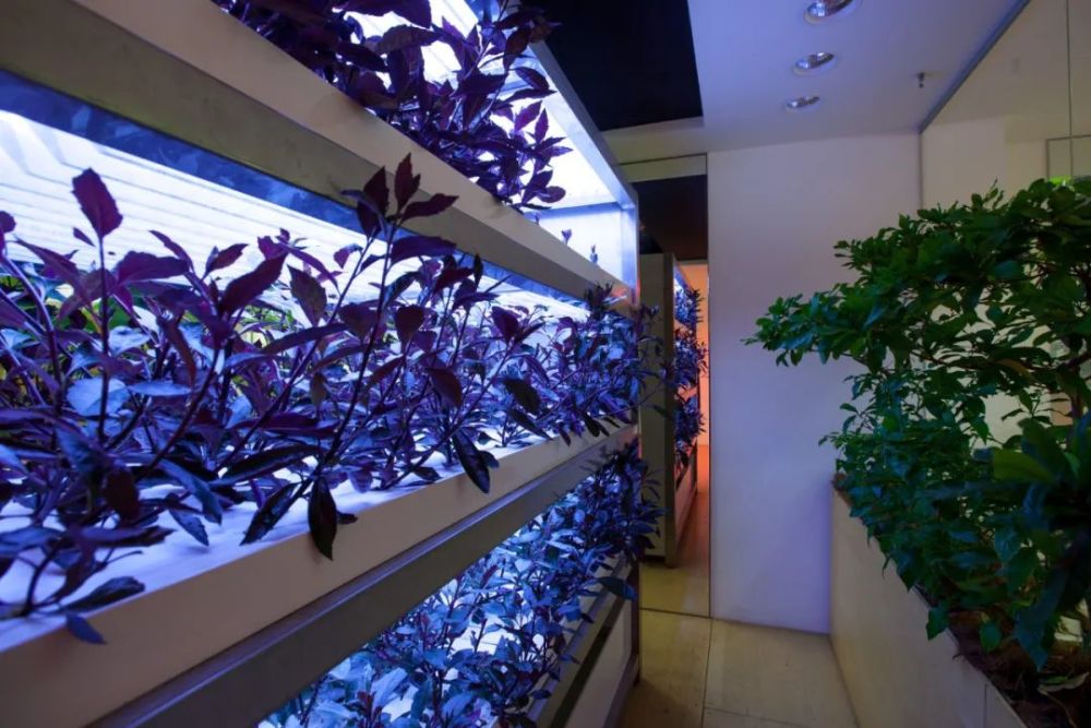 农场|从农场到餐桌，开启办公生活新方式