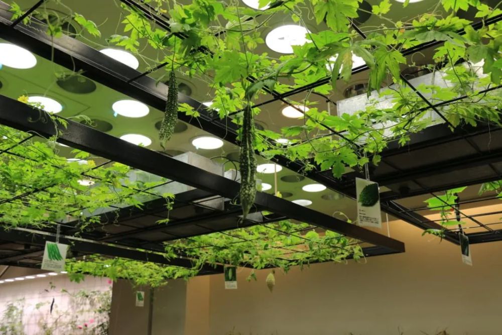 农场|从农场到餐桌，开启办公生活新方式