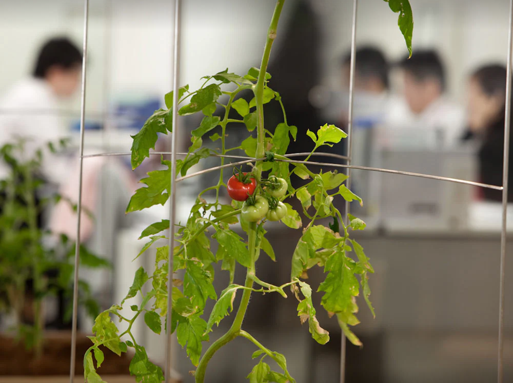 农场|从农场到餐桌，开启办公生活新方式