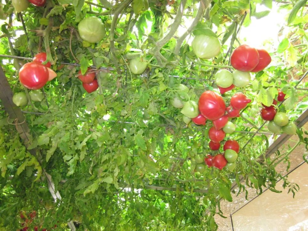 农场|从农场到餐桌，开启办公生活新方式