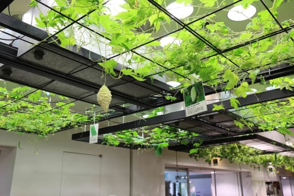 农场|从农场到餐桌，开启办公生活新方式