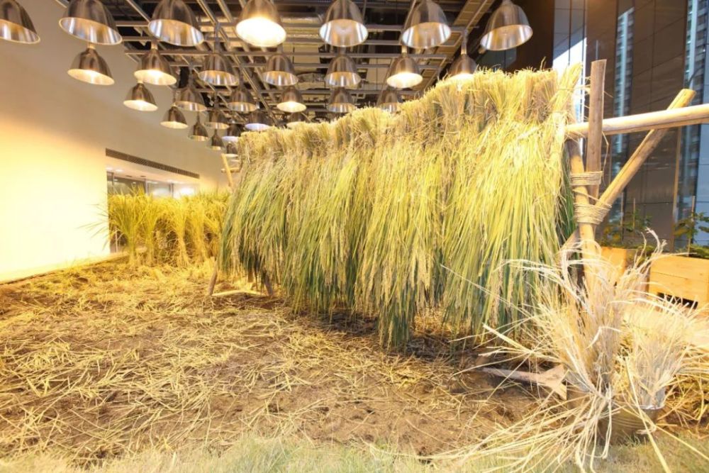 农场|从农场到餐桌，开启办公生活新方式