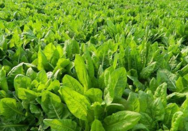 亩产在20吨以上的大叶菊苣,一年收割达10次,优势介绍