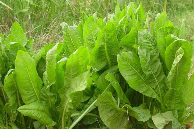 亩产在20吨以上的大叶菊苣,一年收割达10次,优势介绍