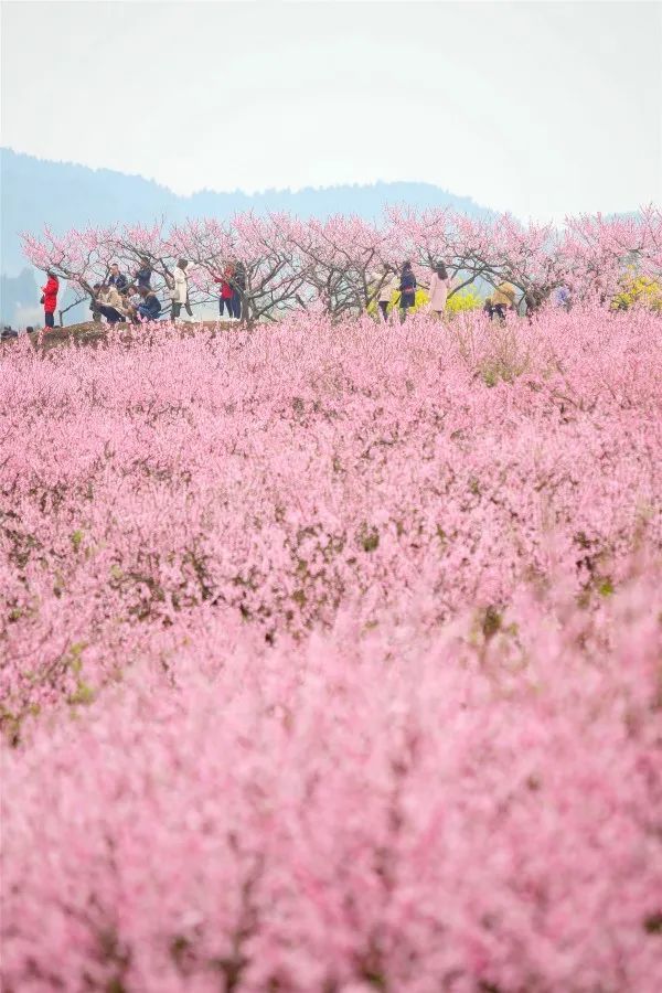 遂宁这个地方的桃花开了,漫山遍野,太美了!