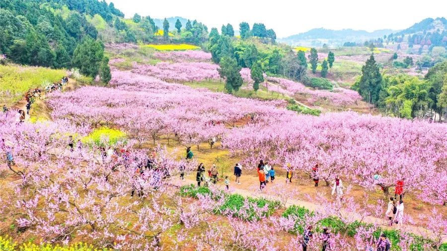 遂宁这个地方的桃花开了漫山遍野太美了