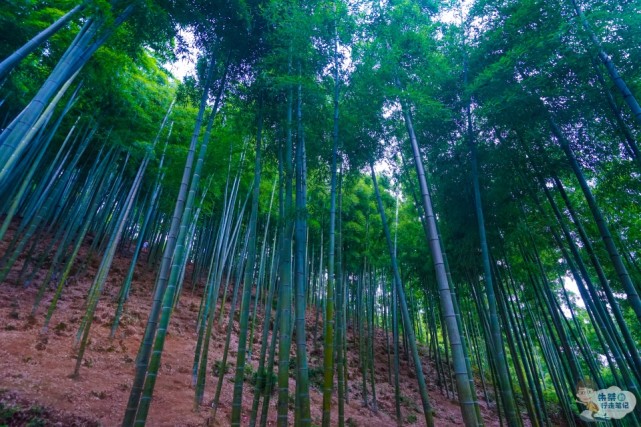 中国东南部最大的竹文化景区,因一部电影名声大噪,名字一目了然