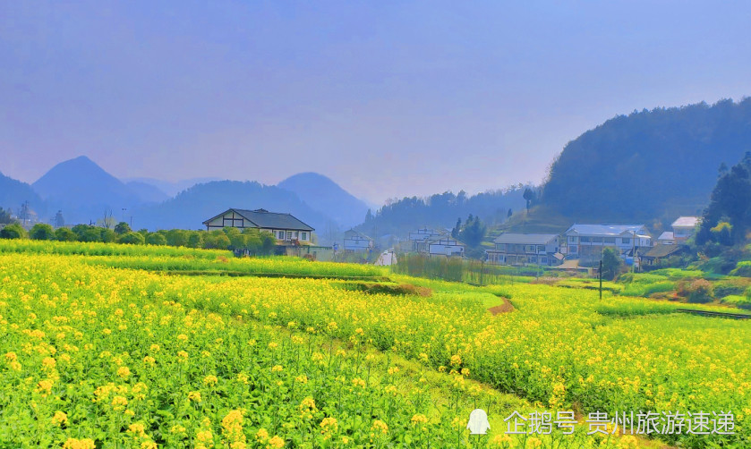 貴州遵義花茂村油菜花海綻放感受田園鄉愁的好地方