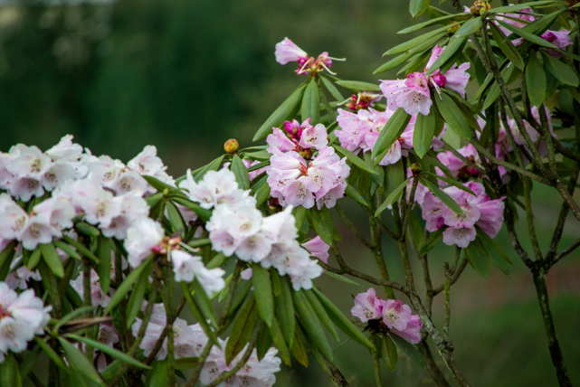 都江堰高山杜鹃次第绽放红的粉的紫的白的美不胜收