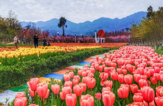 阳春三月,重庆旅游年卡邀你春日赏花之旅