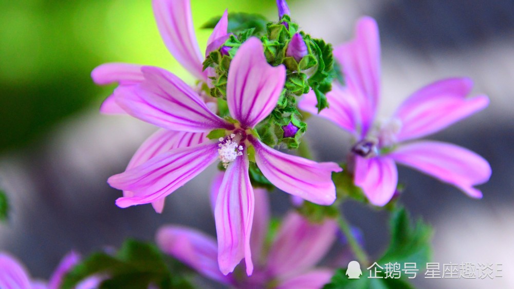 3月10日 日星座运势 白羊蓄势待发 天秤迎接挑战 双鱼精力充沛 腾讯新闻