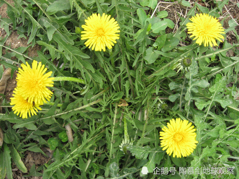 日本|日本战败前教百姓“怎么吃草”：但宣传画太狰狞，起了反作用