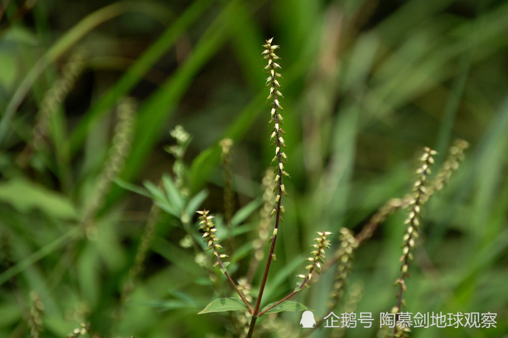 日本|日本战败前教百姓“怎么吃草”：但宣传画太狰狞，起了反作用