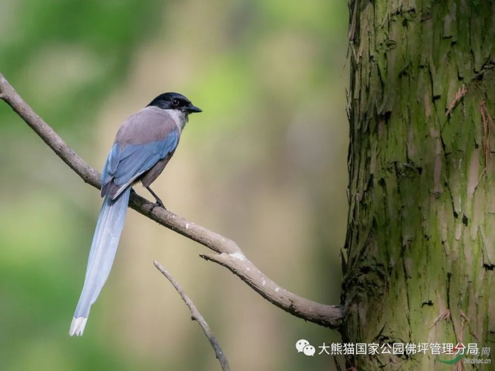 秦嶺中的重點保護鳥類都長什麼樣之二