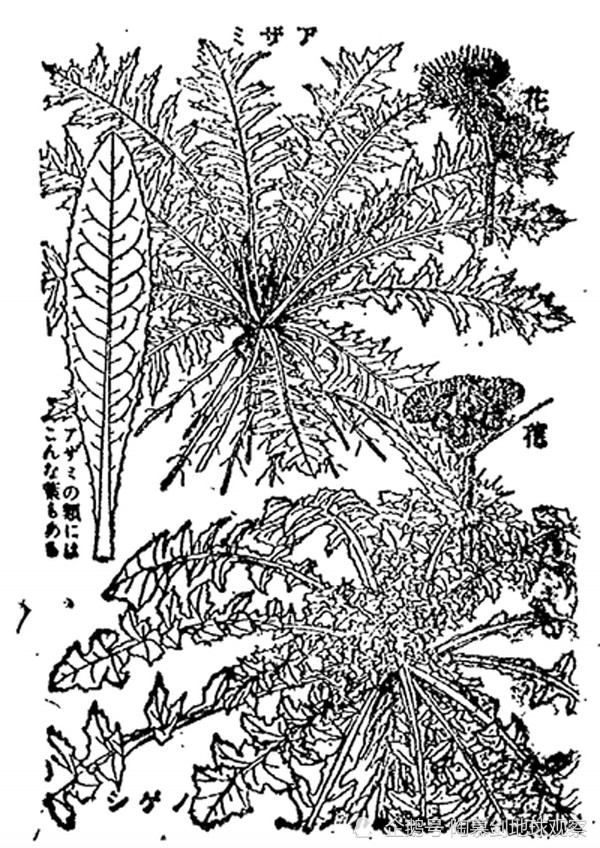 日本|日本战败前教百姓“怎么吃草”：但宣传画太狰狞，起了反作用