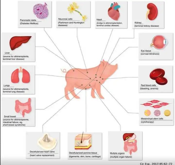 异种器官移植|异种器官移植！未来十年，这项科幻般的技术可能颠覆性出现！