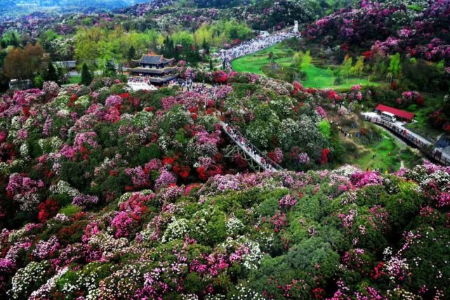 当季 3月下旬 毕节百里花海即将绽放 贵州百里杜鹃 毕节 杜鹃花 织金洞 杭瑞高速