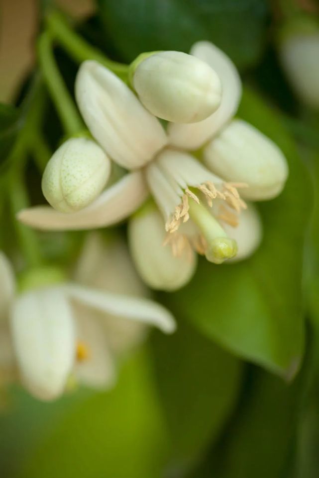 平和 蜜柚花开 腾讯新闻