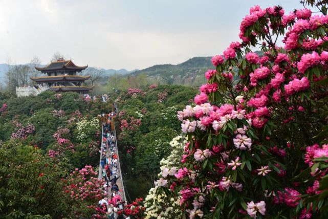 杜鹃花季3月15日开幕 旅游景区消防安全知识要牢记 腾讯新闻