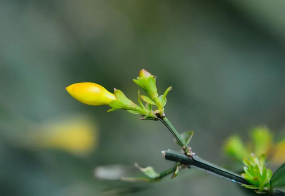 春芽萌發萬物復甦