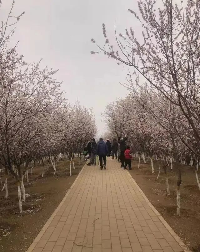 快来看 石家庄两处山桃花开如海 竞相绽放 腾讯新闻