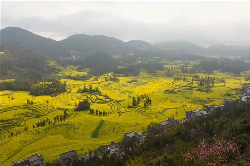 (田維星 攝)呈現出別緻的田園風光漫山遍野一直延伸到山頂開滿油菜花