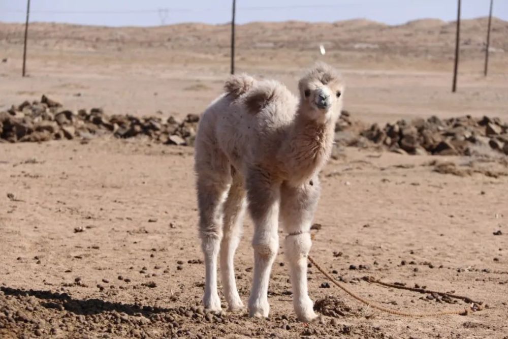 蒙古文因为它的到来戈壁滩都萌化了