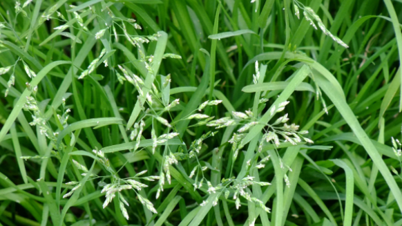 小麦小麦田禾本科杂草种类图谱及对应的防治药剂河北省农科院提出早春