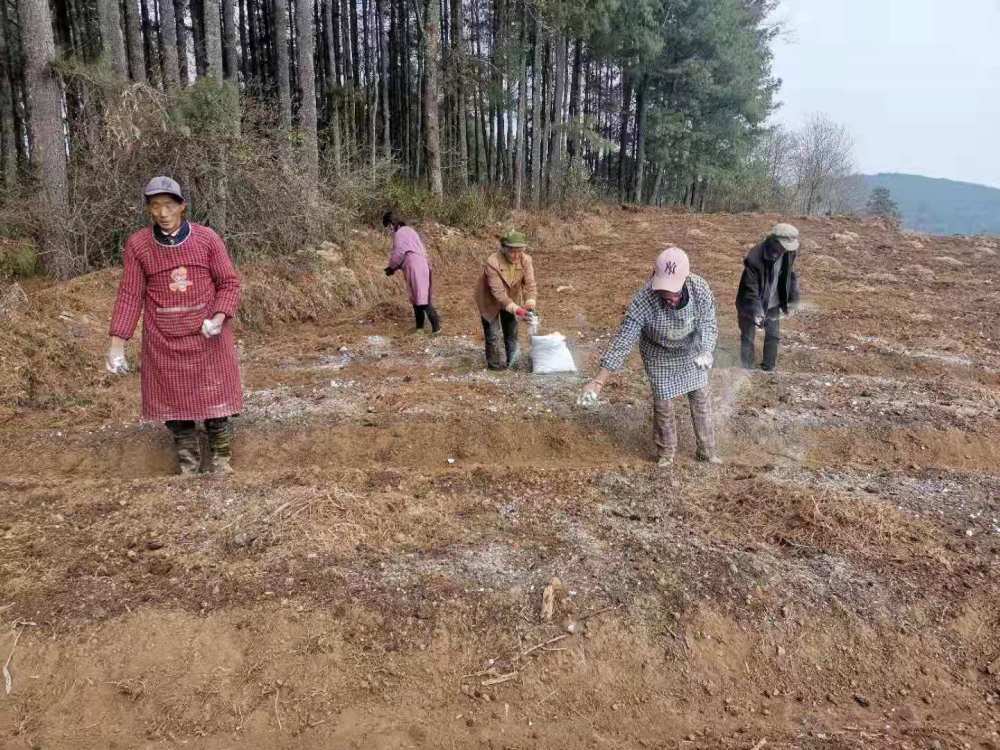 她们在撒石灰,认真给土壤消毒,确保烂腐病不发生.
