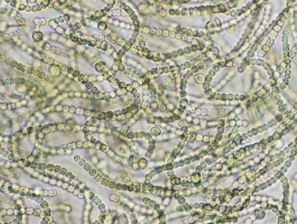 地球|我们的地球曾经寒冷到什么程度？
