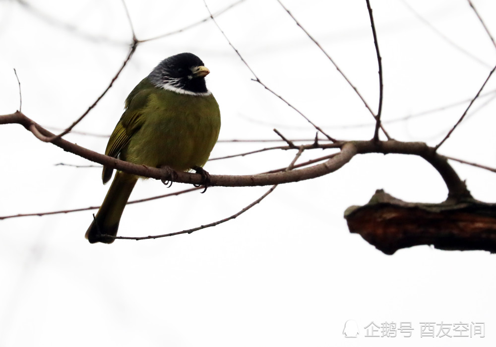 摄影喻家湖畔黑背白斑翅雀