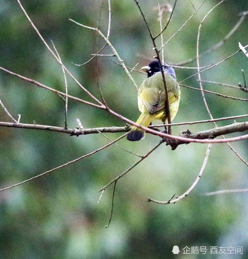 摄影喻家湖畔黑背白斑翅雀