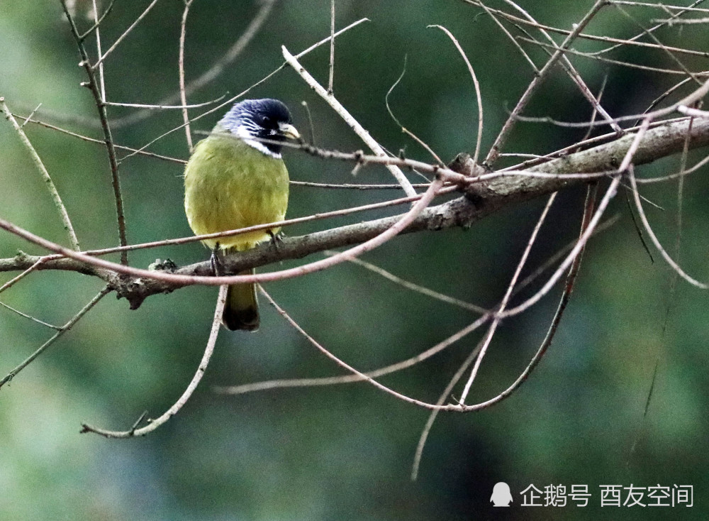 摄影喻家湖畔黑背白斑翅雀