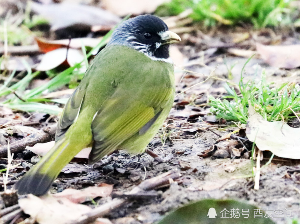 摄影喻家湖畔黑背白斑翅雀