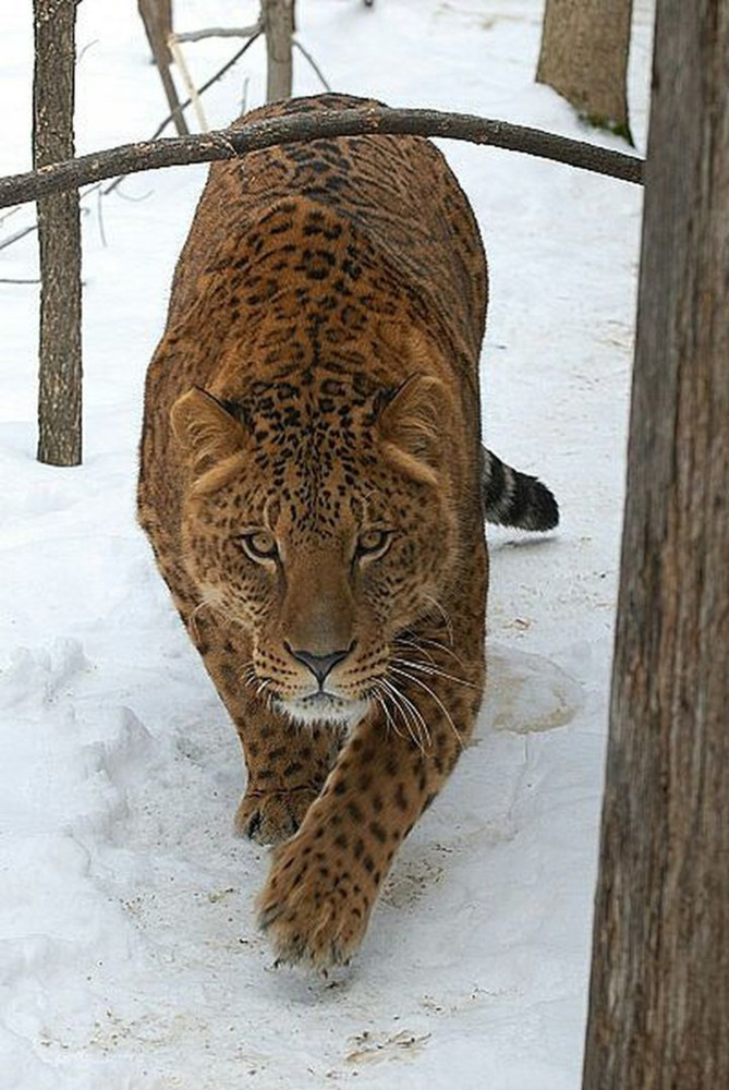 豹子與獅子花前月下都聽說過獅虎獸那豹和獅子能生出豹獅獸嗎