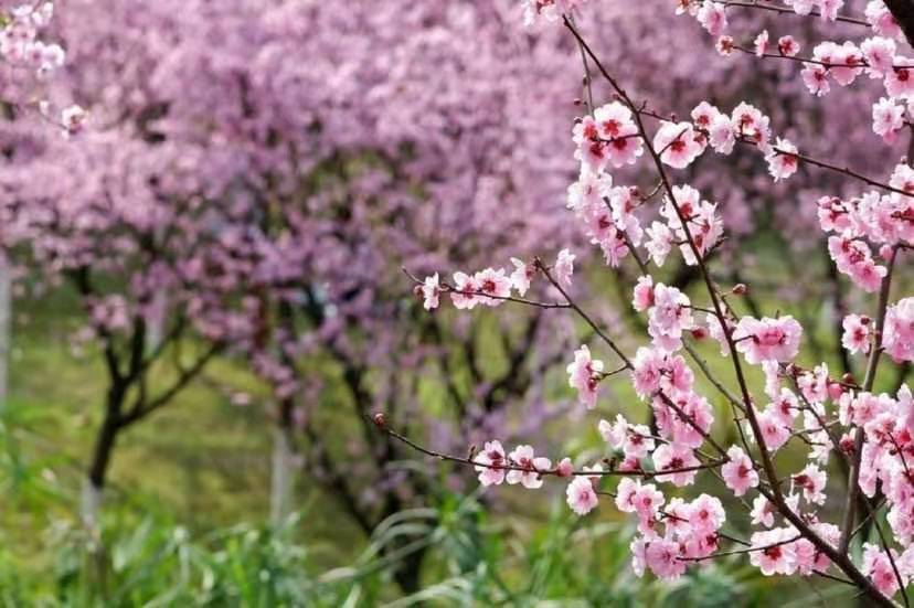 今日3 9 三月九日雨 六月麦归仓 雨天对小麦有啥影响 腾讯新闻
