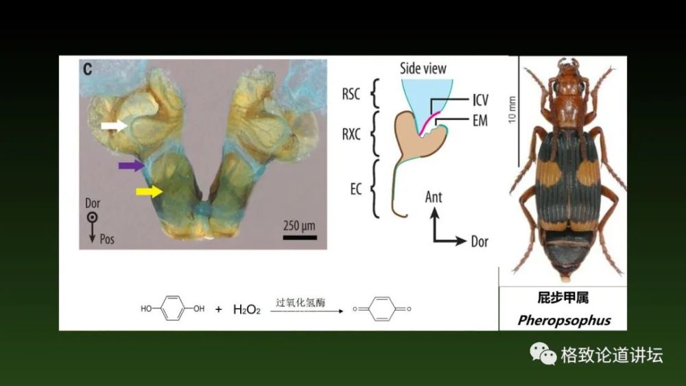 昆虫|这只看上去平平无奇的虫子，却藏着一个“弹药库”？