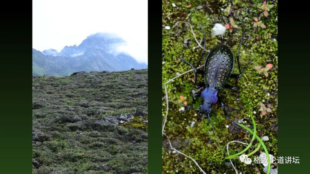 昆虫|这只看上去平平无奇的虫子，却藏着一个“弹药库”？