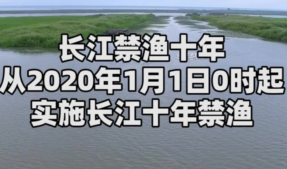 小龙虾|小龙虾引入92年，长江重点水域实行10年禁渔期，引发泛滥担忧