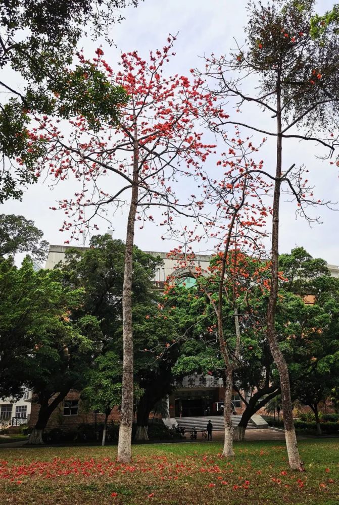 春日 雨后 校园 花开花落 腾讯新闻