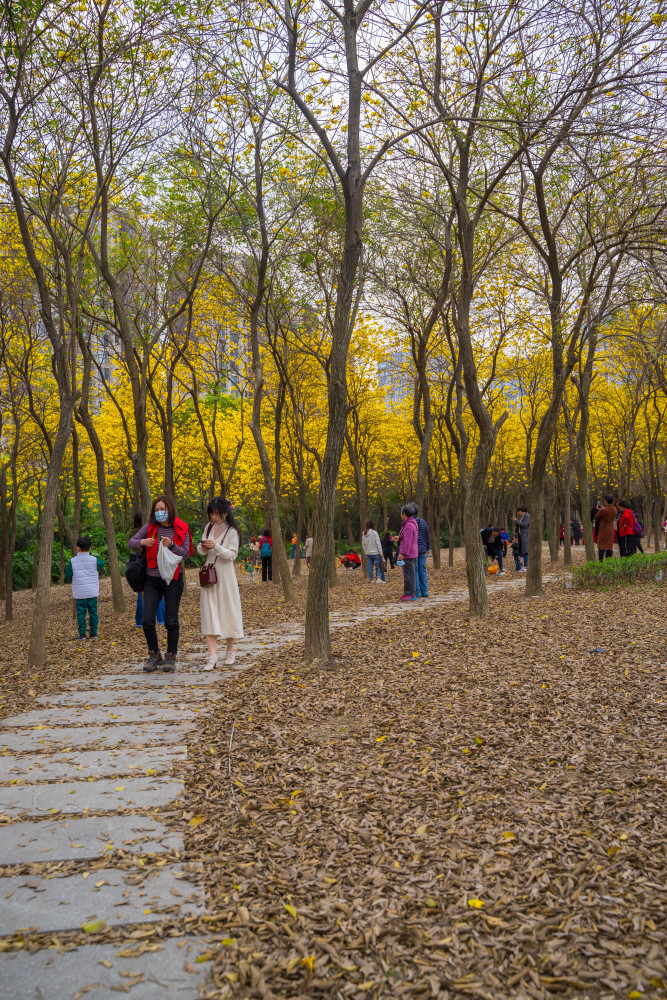 交通:黃花風鈴木位於港頭公園,在愛琴海購物廣場的對面,尤溪洲橋下方