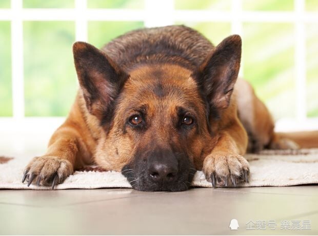 对小狗关节有益的营养成分 对小狗关节有益的食物 氨基葡萄糖 欧米伽 3 腾讯新闻